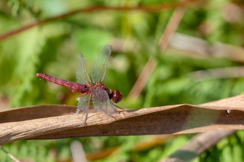 Réf. 215 018 : Crocothemis erythraea